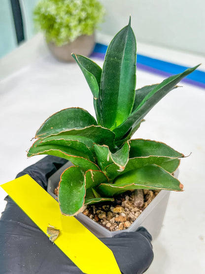 Sansevieria Emerald (#PH27) | Rare Imported House Plants