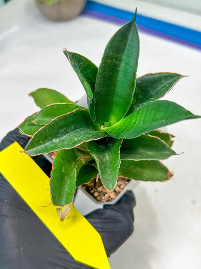 Sansevieria Emerald (#PH27) | Rare Imported House Plants