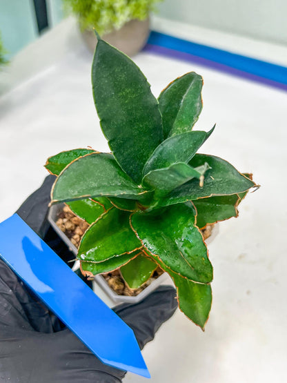 Sansevieria Emerald (#PH27) | Rare Imported House Plants