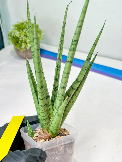 Sansevieria Guletta (#PH16) | Rare Imported Hybrids