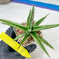 Sansevieria Trident (PH18) | Imported Indoor Snake Plant