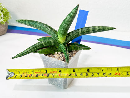 Sansevieria Baobun Jin (#C8) | Rare Imported Snake Plant