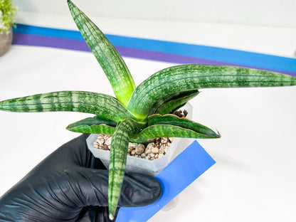 Sansevieria Baobun Jin (#C8) | Rare Imported Snake Plant