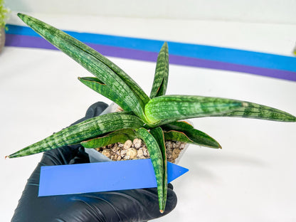 Sansevieria Baobun Jin (#C8) | Rare Imported Snake Plant