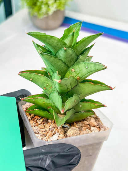 Sansevieria Bur Amar (#AC15) | Rare Imported House Plants