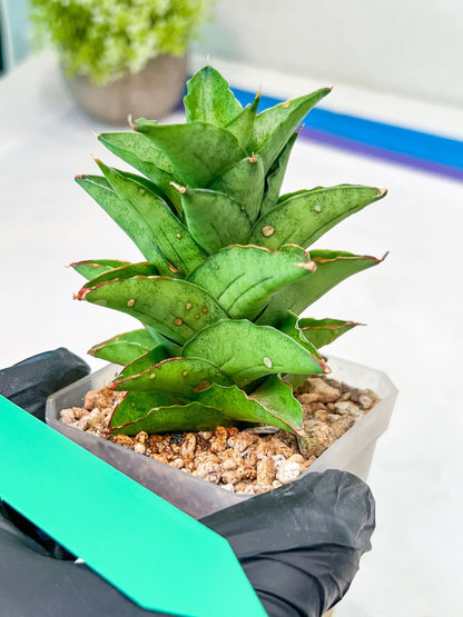 Sansevieria Bur Amar (#AC15) | Rare Imported House Plants