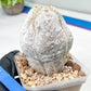 Rare Cactus Type 1 | Myriostigma | Imported Cactus | Rare Succulent