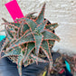 Aloe Christmas Sleigh | Rare aloe plant | Rare succulent | 3.5" Planter