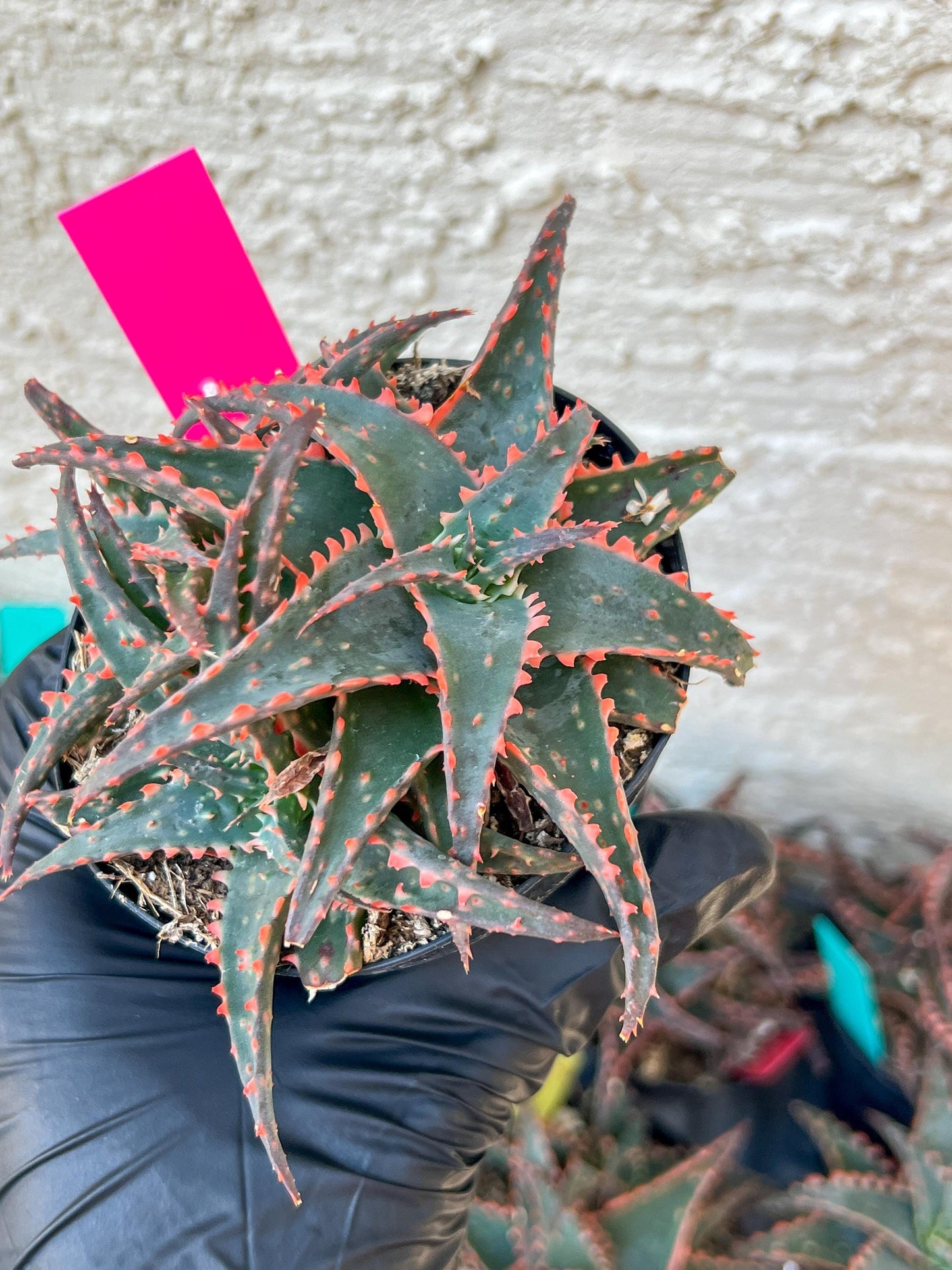 Aloe Christmas Sleigh | Rare aloe plant | Rare succulent | 3.5" Planter