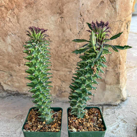 Monadenium Guentheri 2.0 | Imported Cactus | Rare Succulent