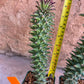 Monadenium Guentheri 2.0 | Imported Cactus | Rare Succulent
