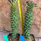 Monadenium Guentheri 2.0 | Imported Cactus | Rare Succulent