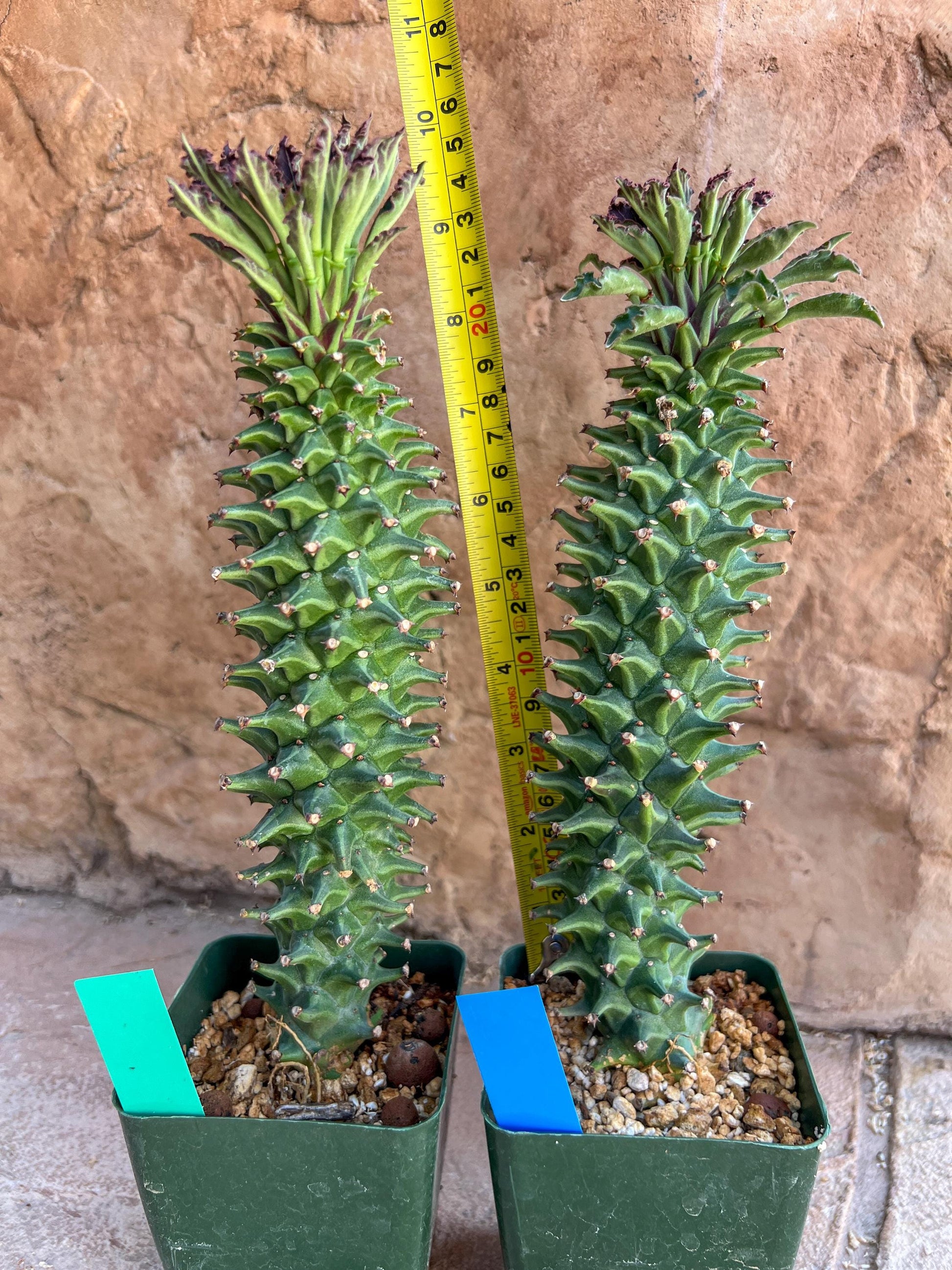 Monadenium Guentheri 2.0 | Imported Cactus | Rare Succulent