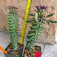 Monadenium Guentheri 2.0 | Imported Cactus | Rare Succulent