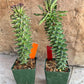 Monadenium Guentheri 2.0 | Imported Cactus | Rare Succulent