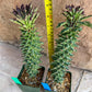 Monadenium Guentheri 2.0 | Imported Cactus | Rare Succulent