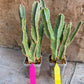 Ammak 'Green' | Rare Imported Plants | 2.5" Pot