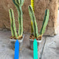 Ammak 'Green' | Rare Imported Plants | 2.5" Pot