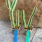 Ammak 'Green' | Rare Imported Plants | 2.5" Pot