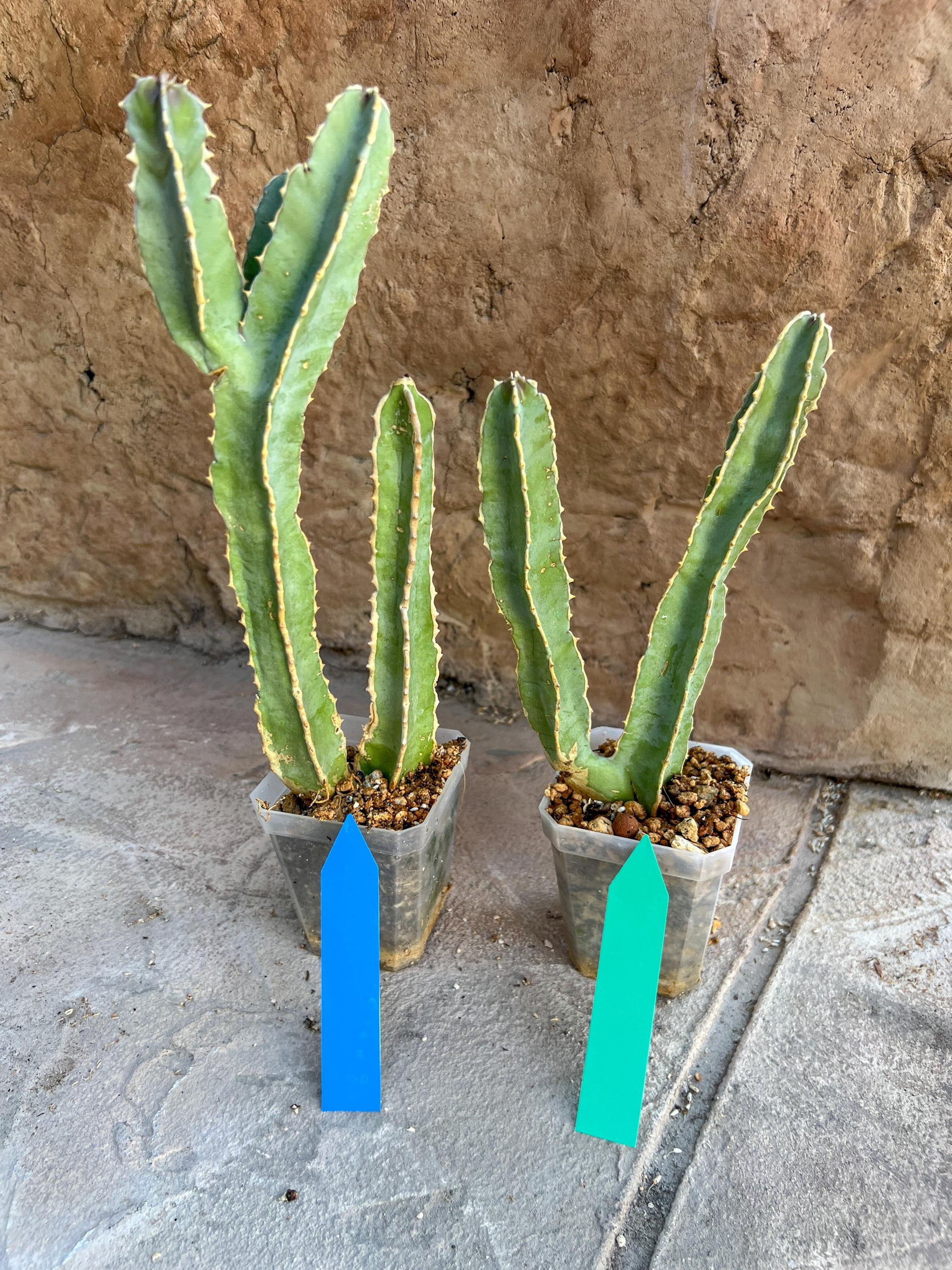 Ammak 'Green' | Rare Imported Plants | 2.5" Pot