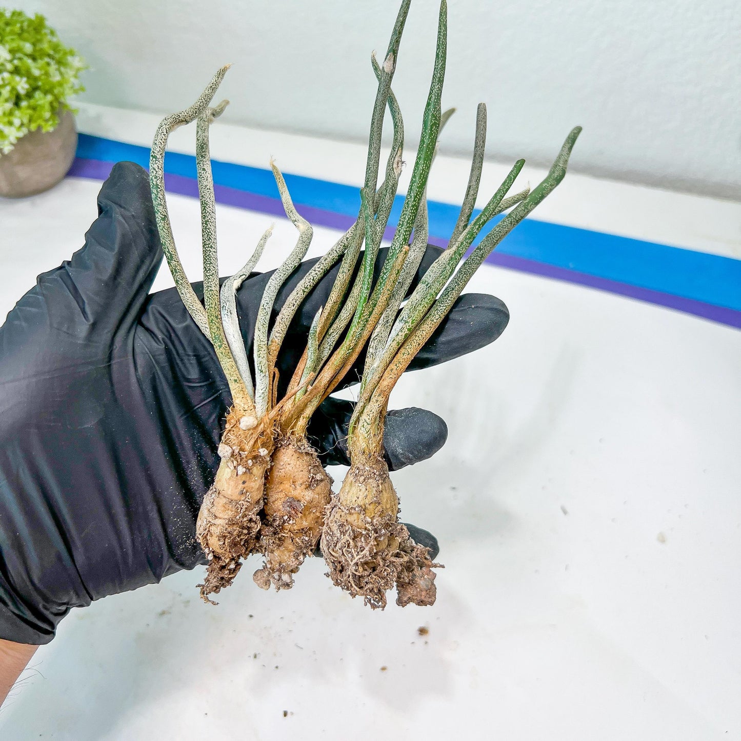Caput Medusae (2) | Imported Cactus | Rare Succulent