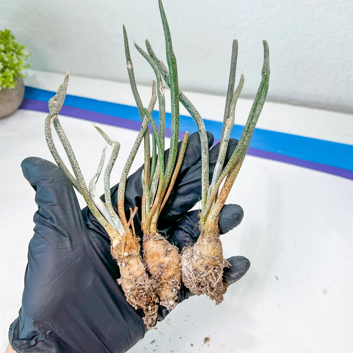 Caput Medusae (2) | Imported Cactus | Rare Succulent