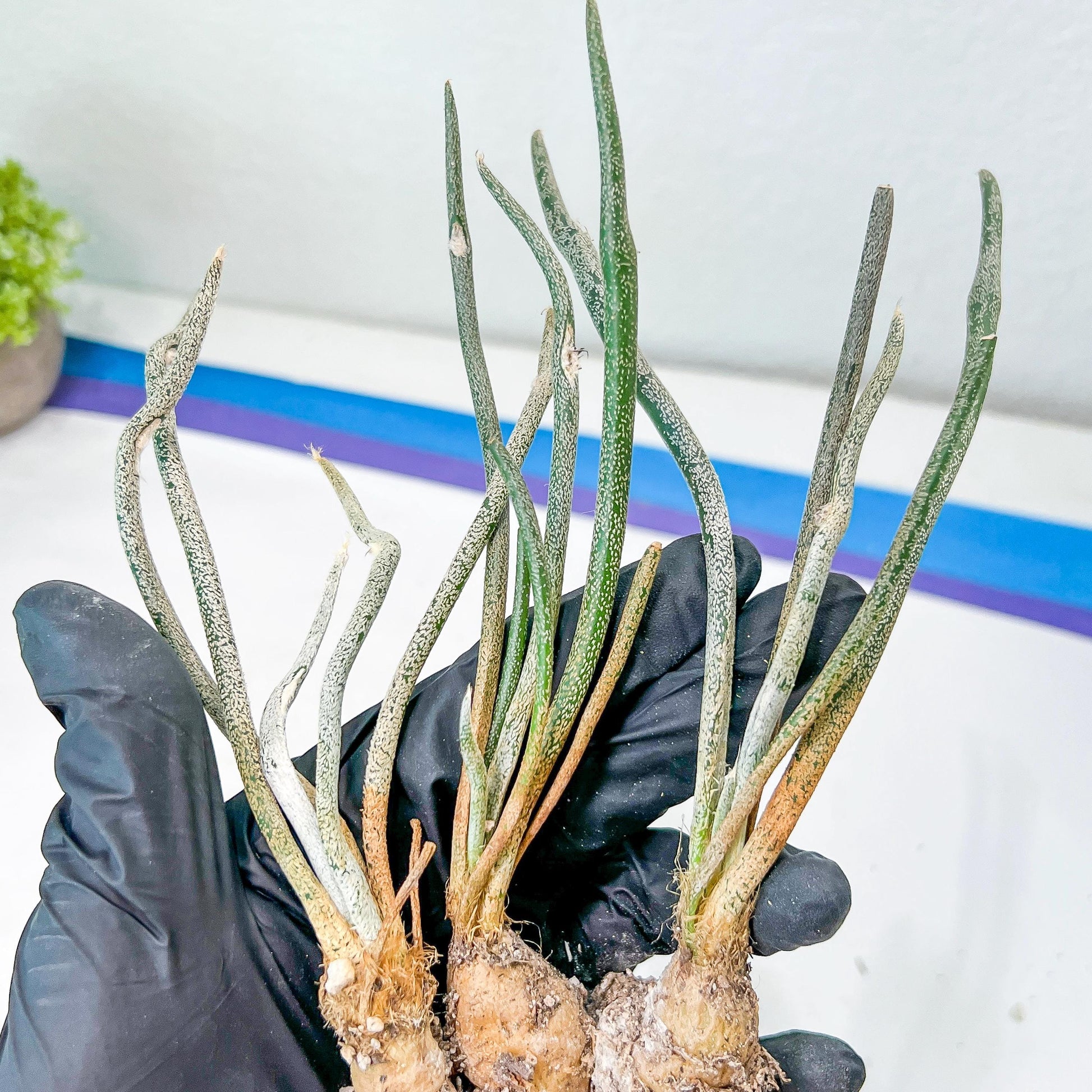 Caput Medusae (2) | Imported Cactus | Rare Succulent