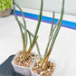 Caput Medusae | Imported Cactus | Rare Succulent