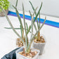 Caput Medusae | Imported Cactus | Rare Succulent