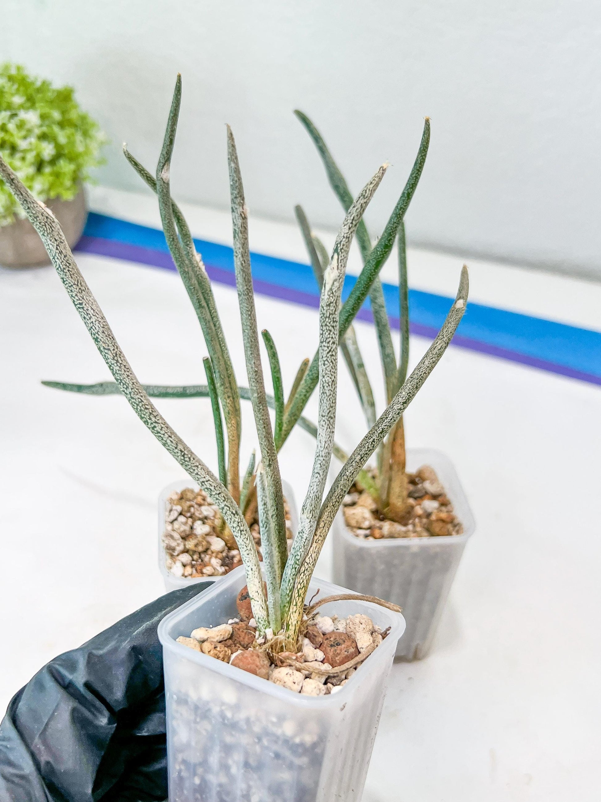 Caput Medusae (2) | Imported Cactus | Rare Succulent