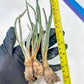 Caput Medusae | Imported Cactus | Rare Succulent