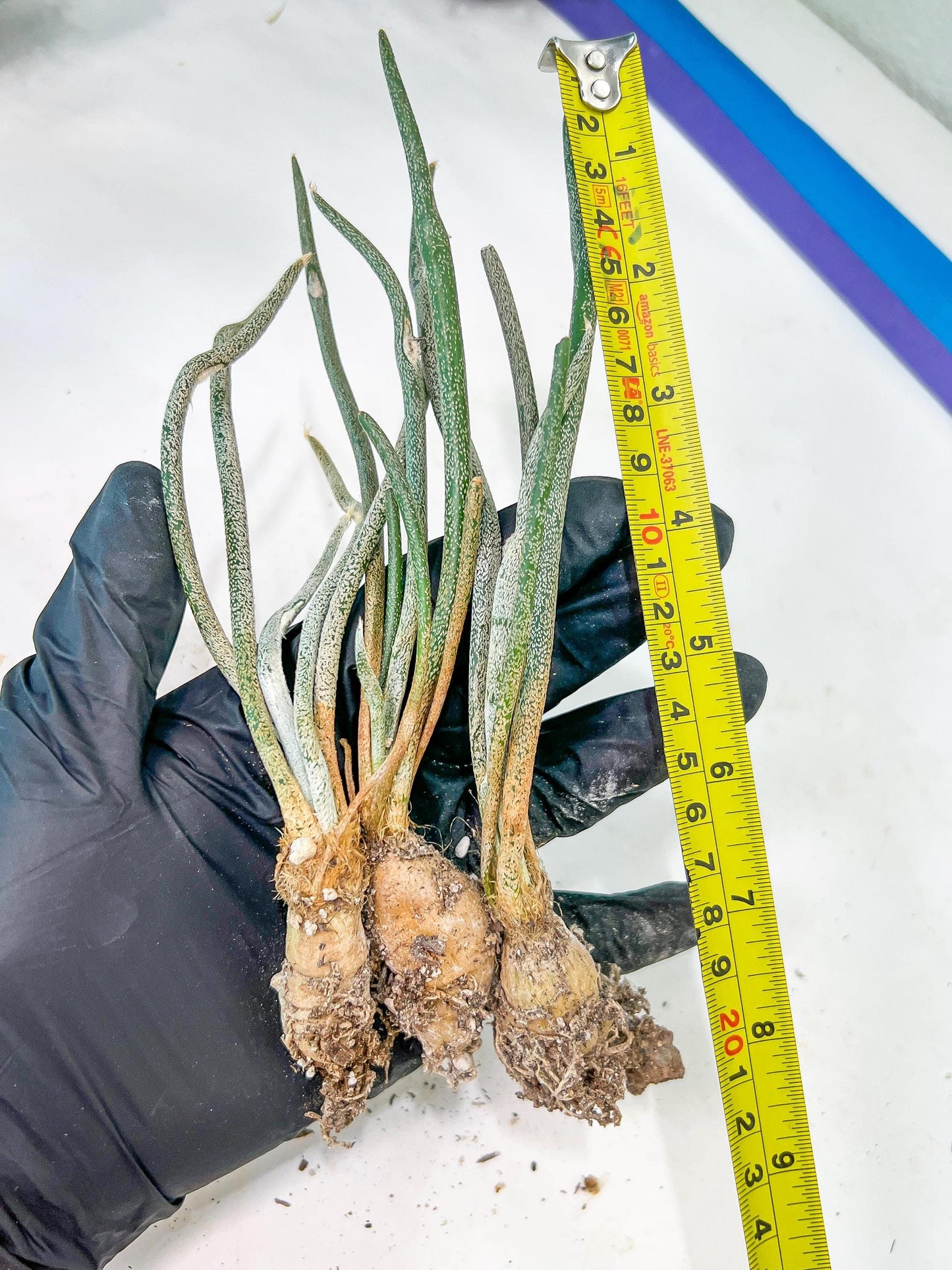 Caput Medusae (2) | Imported Cactus | Rare Succulent