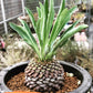 Euphorb Bupleurifolia | Imported Cactus | Rare Succulent
