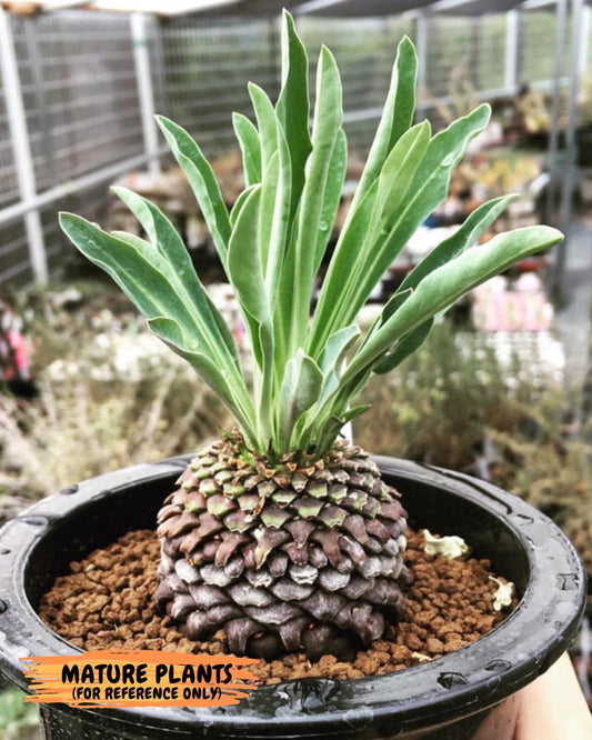 Euphorb Bupleurifolia | Imported Cactus | Rare Succulent
