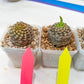 Euphorb Bupleurifolia | Imported Cactus | Rare Succulent