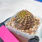 Euphorb Bupleurifolia | Imported Cactus | Rare Succulent