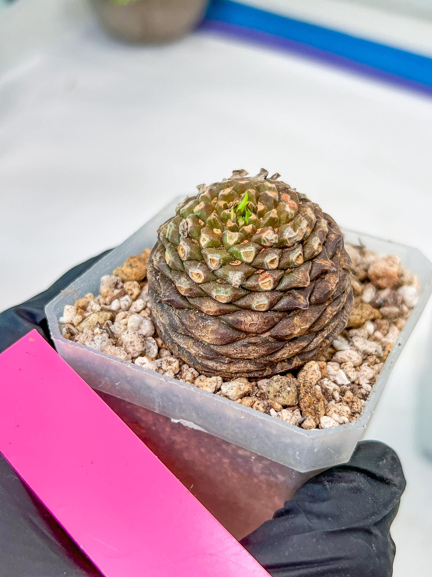 Euphorb Bupleurifolia | Imported Cactus | Rare Succulent