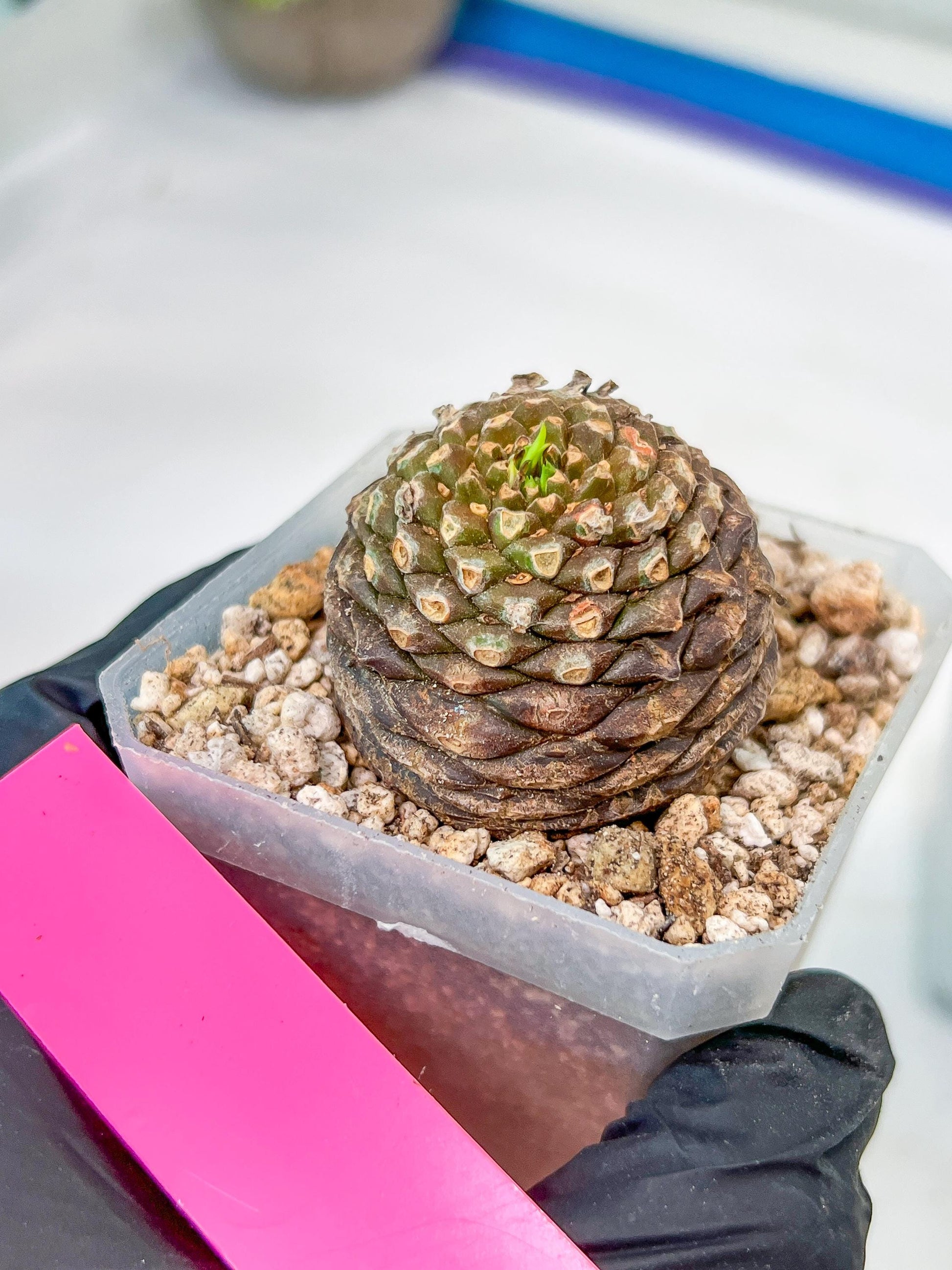 Euphorb Bupleurifolia | Imported Cactus | Rare Succulent