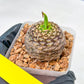 Euphorb Bupleurifolia | Imported Cactus | Rare Succulent