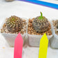 Euphorb Bupleurifolia | Imported Cactus | Rare Succulent