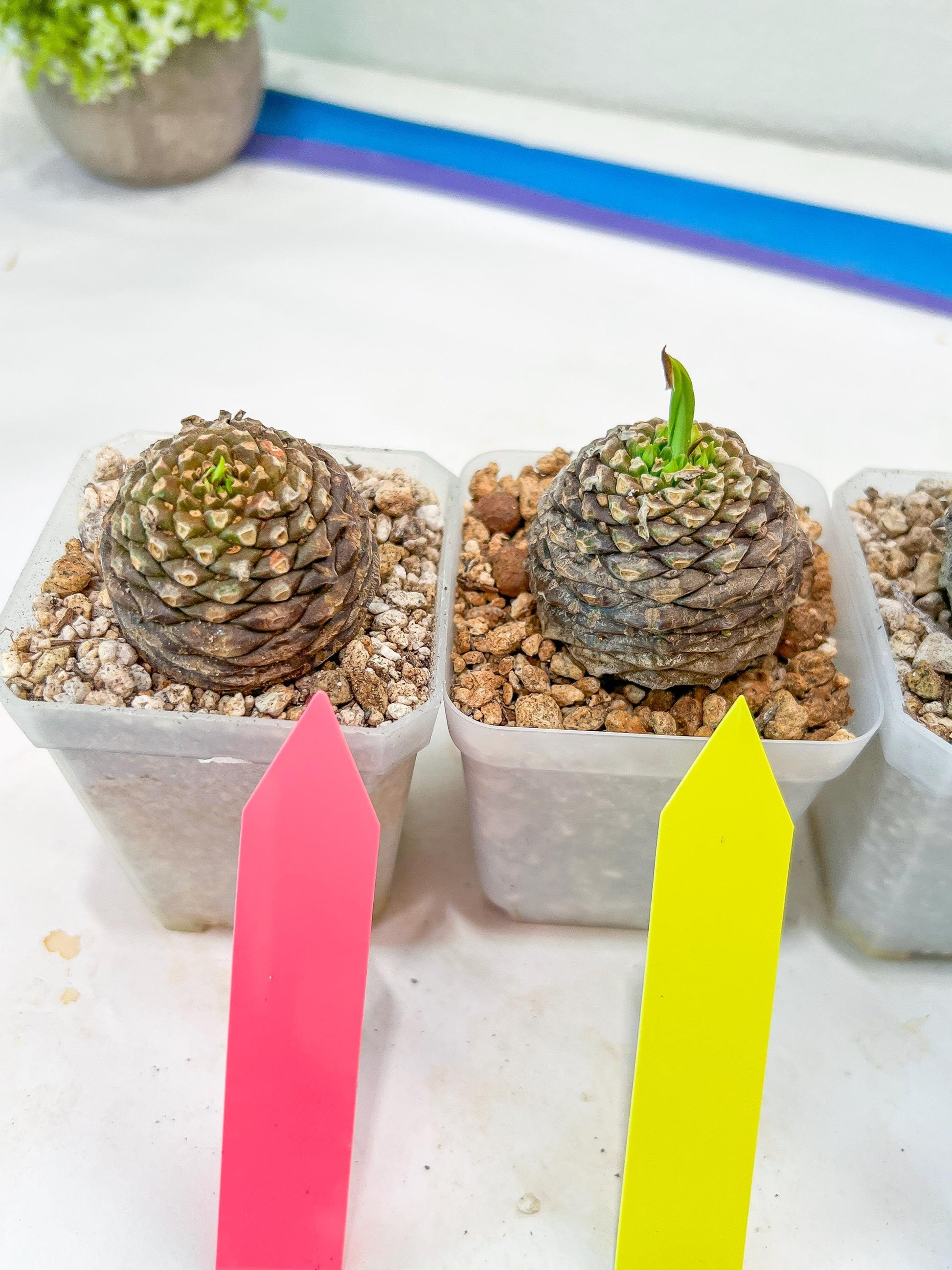 Euphorb Bupleurifolia | Imported Cactus | Rare Succulent