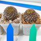Euphorb Bupleurifolia | Imported Cactus | Rare Succulent