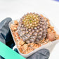 Euphorb Bupleurifolia | Imported Cactus | Rare Succulent