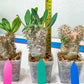 Bevicaule Baker | Import Plants | 2.5' Pots