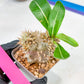Bevicaule Baker | Import Plants | 2.5' Pots