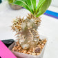 Bevicaule Baker | Import Plants | 2.5' Pots