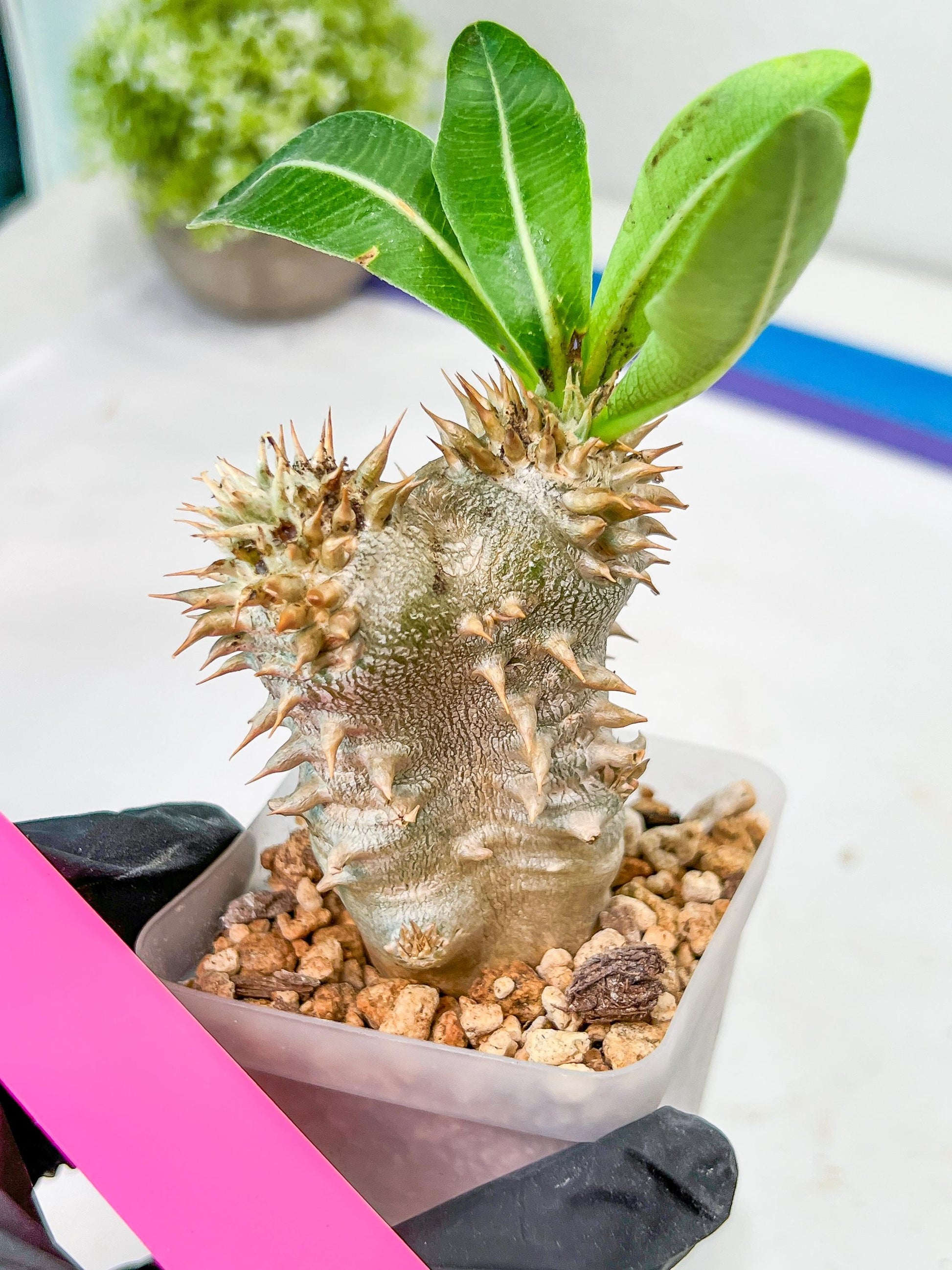 Bevicaule Baker | Import Plants | 2.5' Pots