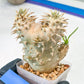 Bevicaule Baker | Import Plants | 2.5' Pots