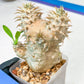 Bevicaule Baker | Import Plants | 2.5' Pots