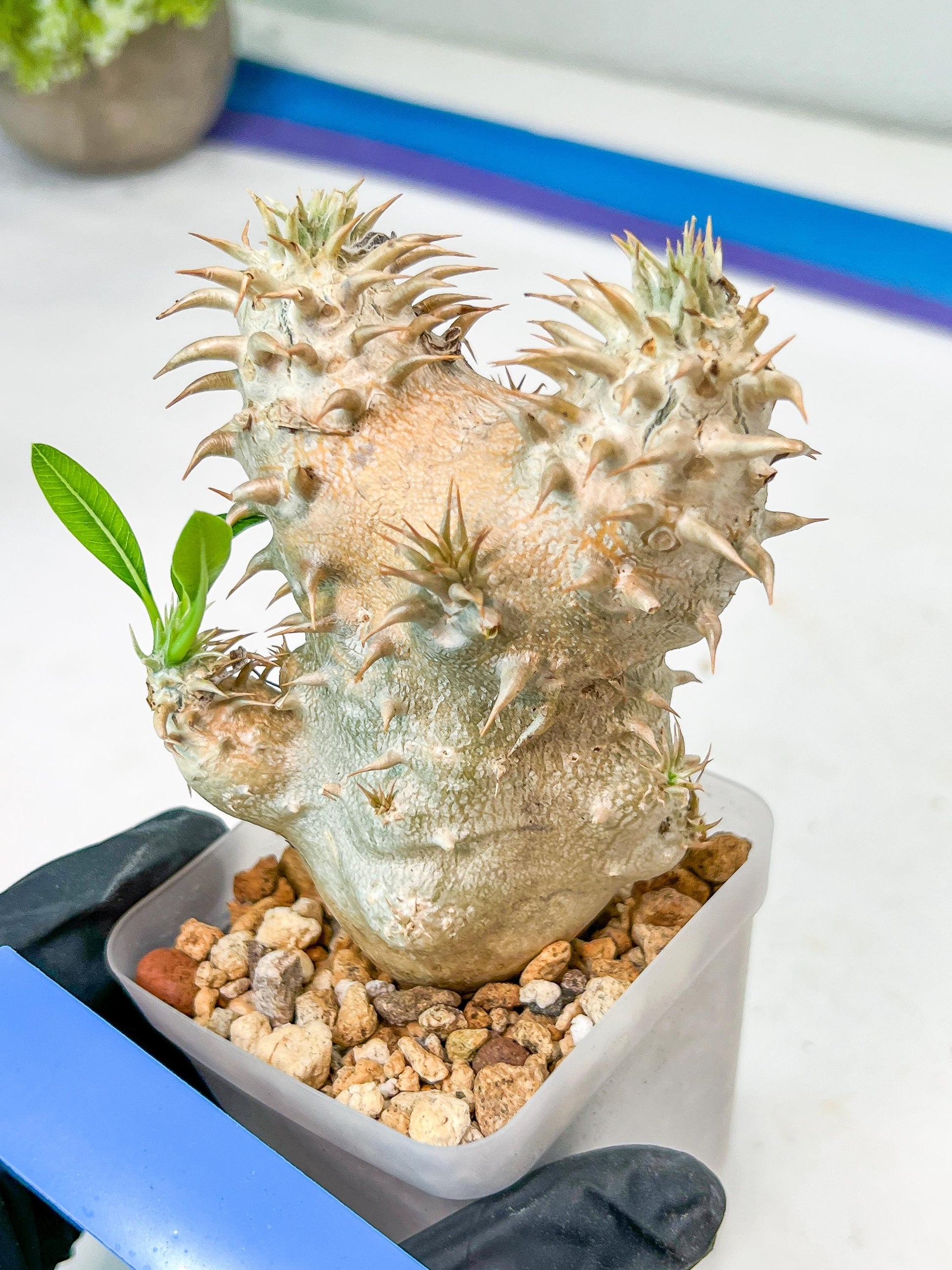 Bevicaule Baker | Import Plants | 2.5' Pots
